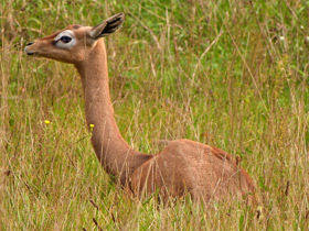 Фото Геренук
