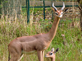 Фото Геренук