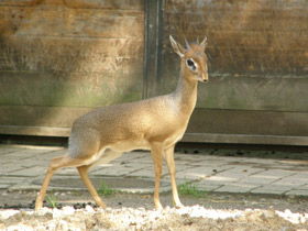 Фото Обыкновенный дикдик