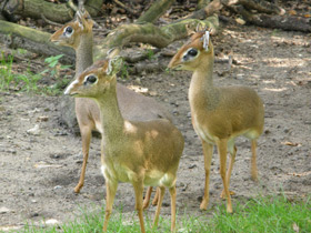 Фото Обыкновенный дикдик