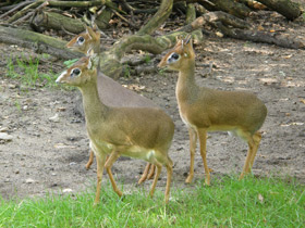 Фото Обыкновенный дикдик