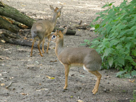 Фото Обыкновенный дикдик