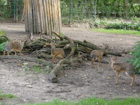 Фото Обыкновенный дикдик