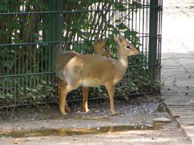 Фото Обыкновенный дикдик