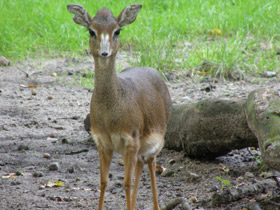 Обыкновенный дикдик Обыкновенный дикдик