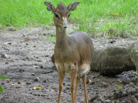 Фото Обыкновенный дикдик