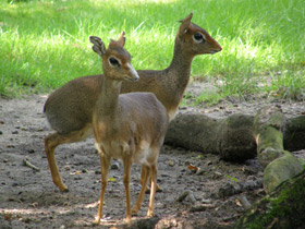 Фото Обыкновенный дикдик