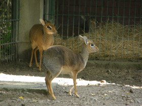 Фото Обыкновенный дикдик