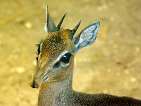 Фото Обыкновенный дикдик