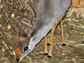 Смотреть фото Сомалийский дикдик Фото Сомалийский дикдик