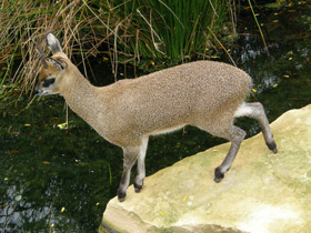 Смотреть фото Антилопа-прыгун Фото Антилопа-прыгун