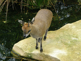 Смотреть фото Антилопа-прыгун Фото Антилопа-прыгун
