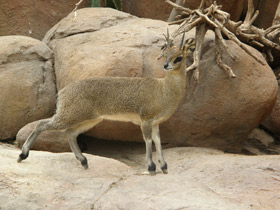 Смотреть фото Антилопа-прыгун Фото Антилопа-прыгун