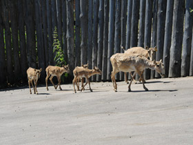 Смотреть фото Сайгак Фото Сайгак