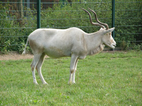 Смотреть фото Аддакс Фото Аддакс