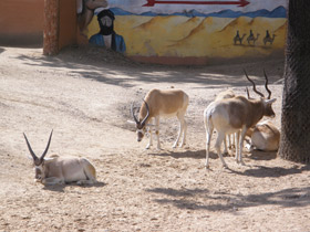 Смотреть фото Аддакс Фото Аддакс