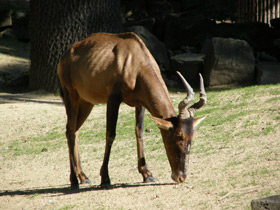 Смотреть фото Каама Фото Каама