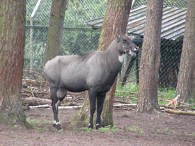 Смотреть фото Нильгау Фото Нильгау