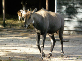 Смотреть фото Нильгау Фото Нильгау