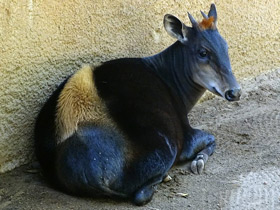 Смотреть фото Желтоспинный дукер Фото Желтоспинный дукер