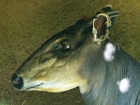 Смотреть фото Желтоспинный дукер Фото Желтоспинный дукер