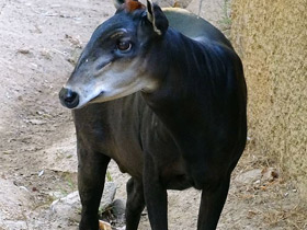 Смотреть фото Желтоспинный дукер Фото Желтоспинный дукер