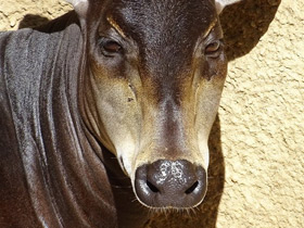 Смотреть фото Желтоспинный дукер Фото Желтоспинный дукер