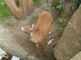 Смотреть фото Красный дукер Фото Красный дукер