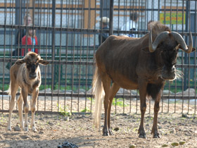 Смотреть фото Белохвостый гну Фото Белохвостый гну