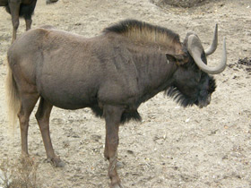 Смотреть фото Белохвостый гну Фото Белохвостый гну