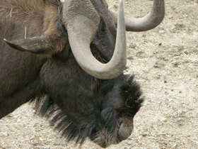 Смотреть фото Белохвостый гну Фото Белохвостый гну