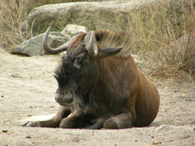 Смотреть фото Белохвостый гну Фото Белохвостый гну