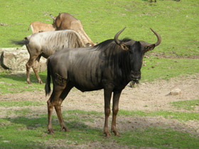 Смотреть фото Голубой гну Фото Голубой гну