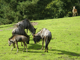 Смотреть фото Голубой гну Фото Голубой гну
