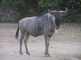 Смотреть фото Голубой гну Фото Голубой гну