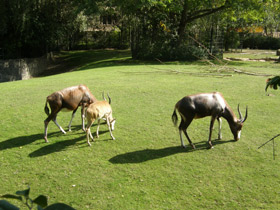 Смотреть фото Блесбок Фото Блесбок