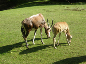 Смотреть фото Блесбок Фото Блесбок