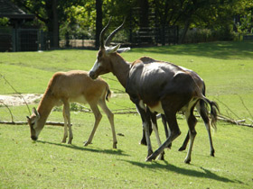 Смотреть фото Блесбок Фото Блесбок