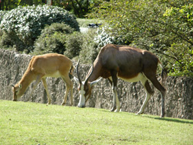 Смотреть фото Блесбок Фото Блесбок
