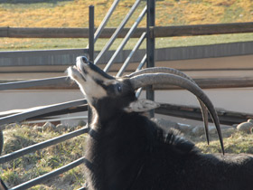 Смотреть фото Черная антилопа Фото Черная антилопа