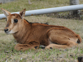 Смотреть фото Черная антилопа Фото Черная антилопа