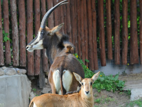 Смотреть фото Черная антилопа Фото Черная антилопа