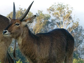 Смотреть фото Водяной козел Фото Водяной козел