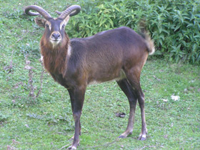 Смотреть фото Суданский козел Фото Суданский козел