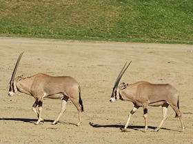 Фото Орикс бейза
