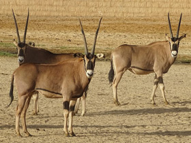 Фото Орикс бейза