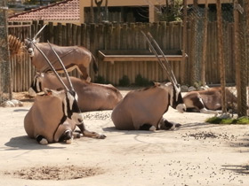 Смотреть фото Обыкновенный орикс Фото Обыкновенный орикс