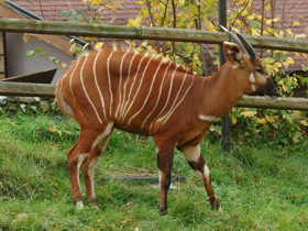 Смотреть фото Бонго Фото Бонго