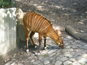 Смотреть фото Бонго Фото Бонго