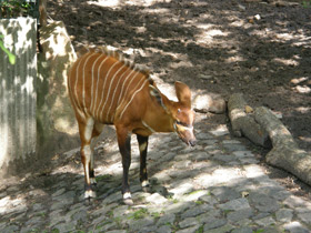 Смотреть фото Бонго Фото Бонго